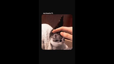 How cute my kitty..😍🥹 #cat #kitten