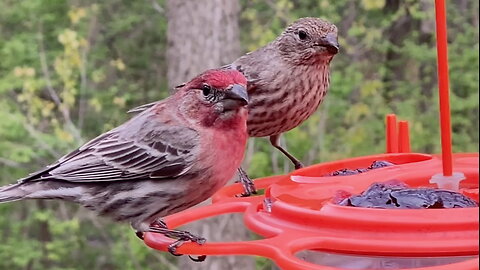 Male & Female Finch Eating Together