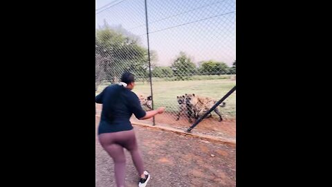 Playing with hyenas