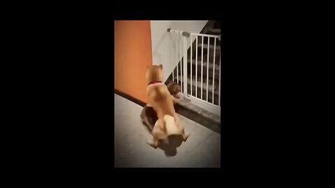funny animal 2