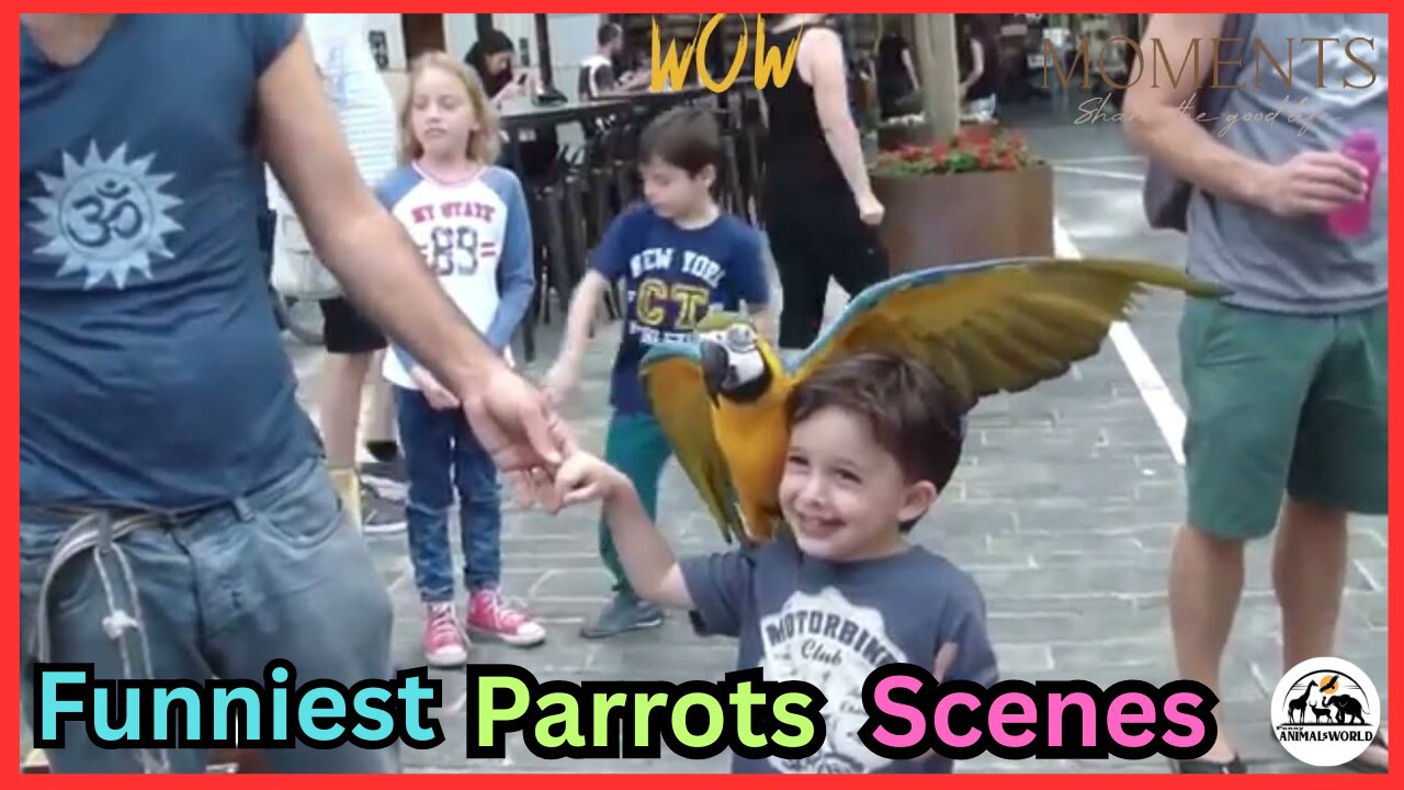Parrots funny clips 🦜 🦜 🐦 funny videos funny bird