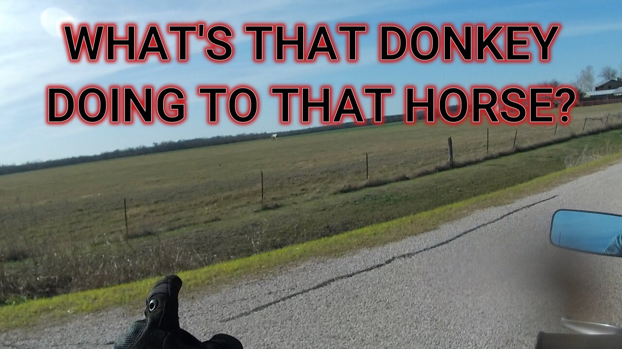 IS THAT DONKEY TRYING TO GET SOME?