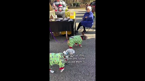 Dog's reaction to meeting a foster caretaker who saved them.