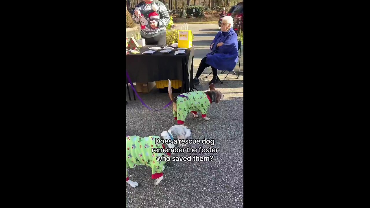 Dog's reaction to meeting a foster caretaker who saved them.