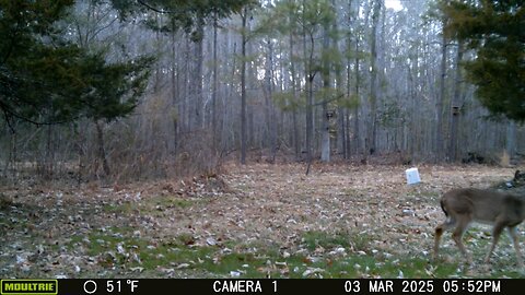 Deer