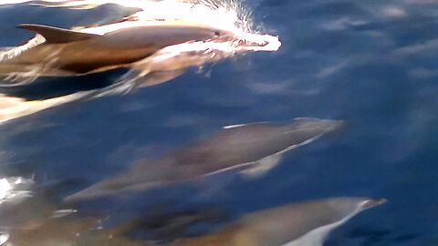 These Dolphins Were Flying Through the Water. Full Turbo Dolphins. (4K UHD)