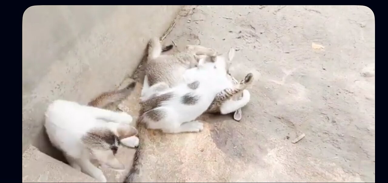 ๐พ โ3 Cute Cats Playing Together โ You Canโt Stop Laughing!โ