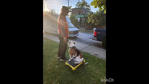 Group Dog Obedience Pt1