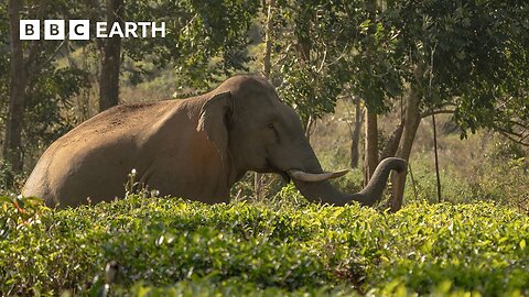 Stunning Photographs of India's Unique Wildlife | Framed In Nature | BBC Earth