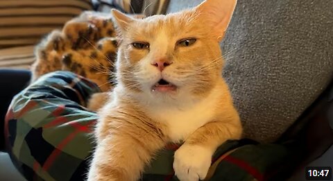 Cats Being Dramatic When They Say Meow 😂 Funniest Cats Video