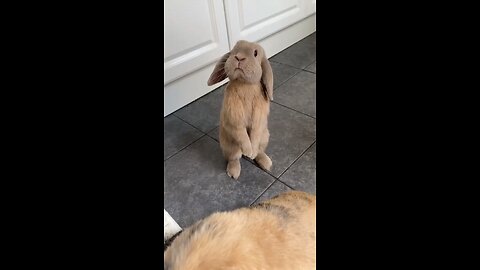 Funny Bunny