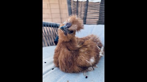 Chicken Spa Day