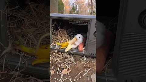 The cute rabbit lying on the TV and eating a banana Rabbit Cute Pet Debut Plan