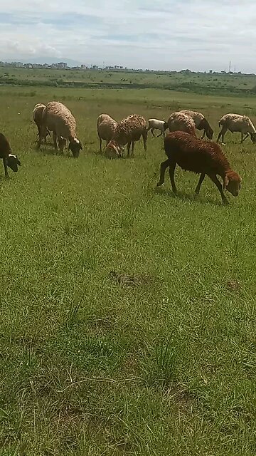 relaxing with the sheep , theraputic