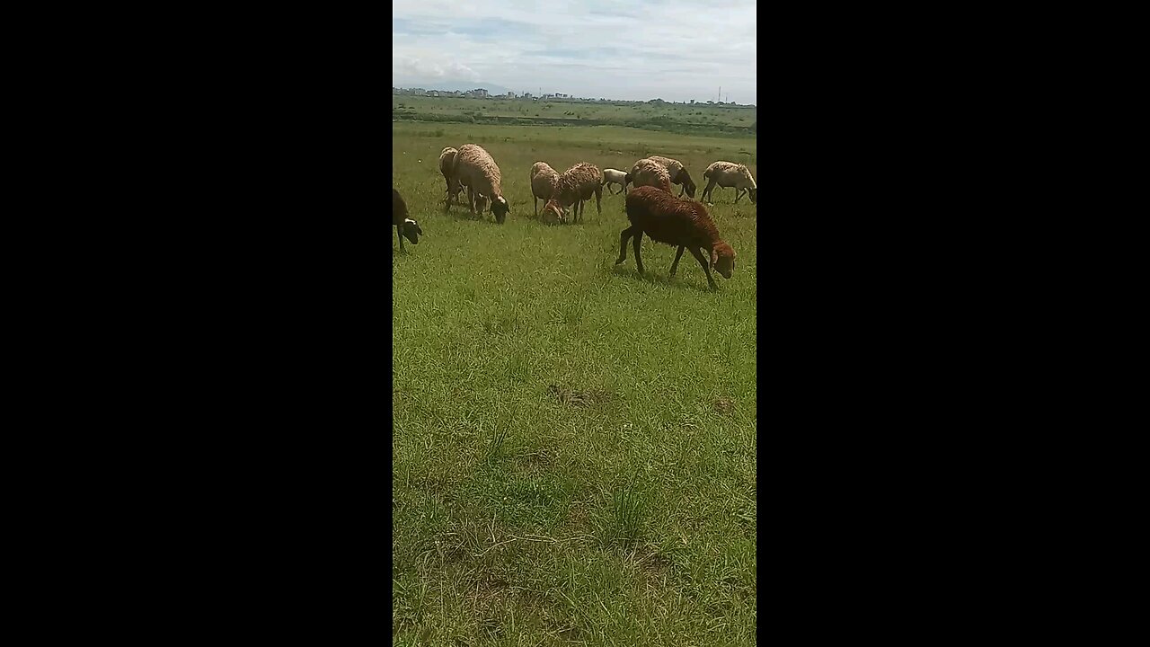 relaxing with the sheep , theraputic