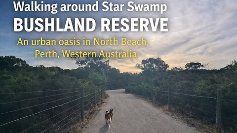 Walking around Star Swamp Bushland Reserve. An urban oasis in North Beach, Perth, Western Australia