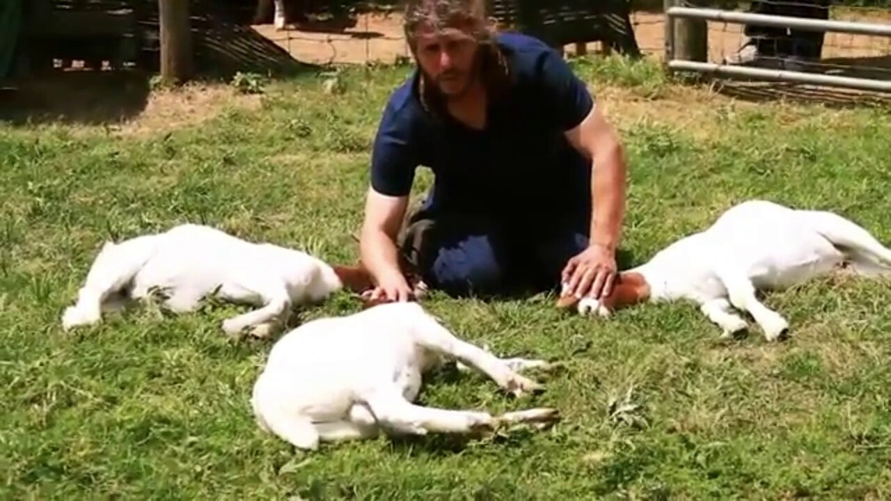 Merciful Islamic Animal Slaughter