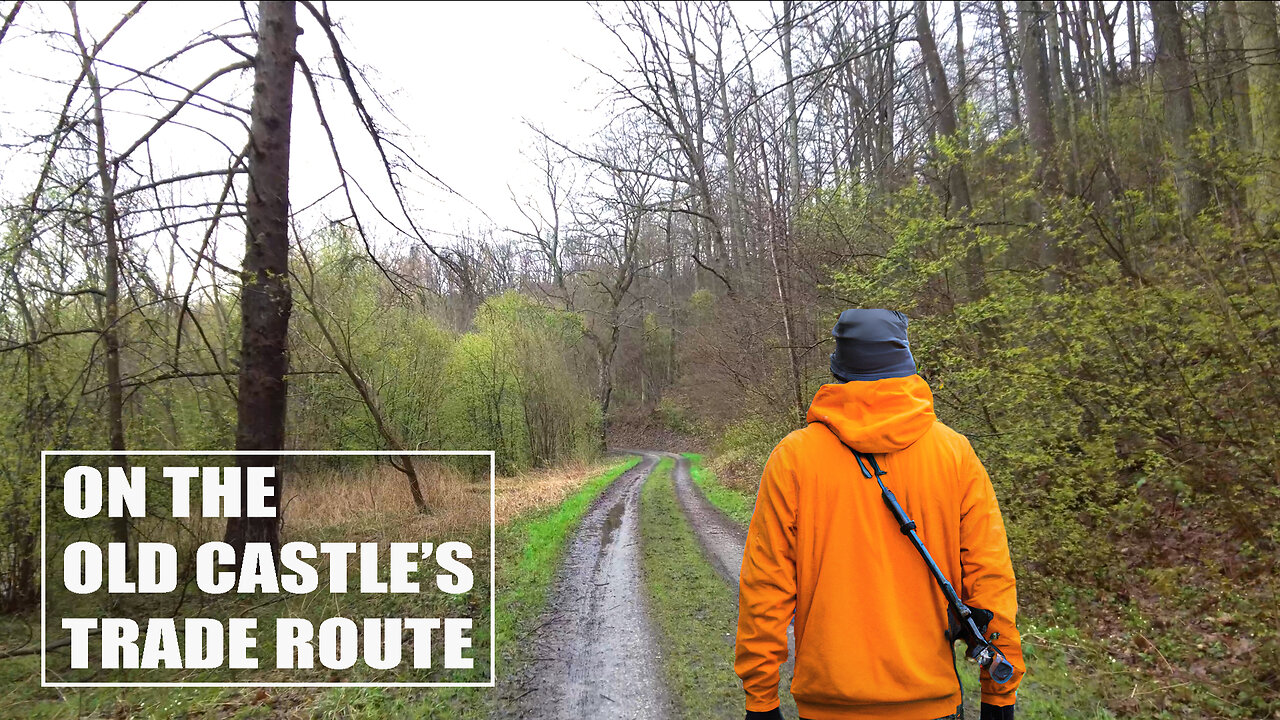 A Serene Forest Walk with Nature Sounds ASMR