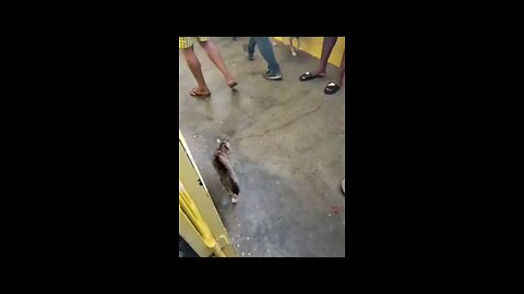 funny clip