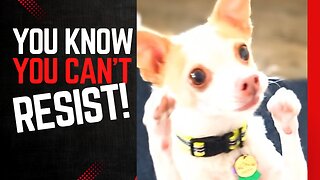 You Can't RESIST FUNNY DOGS!