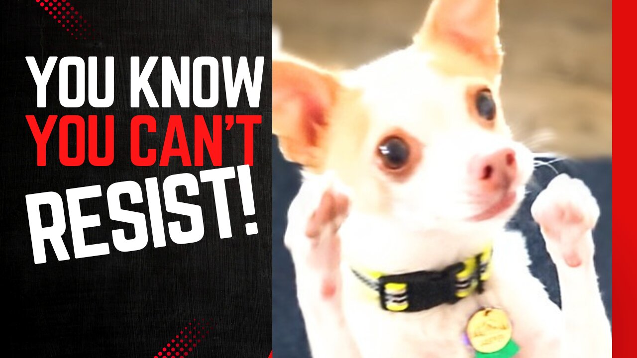 You Can't RESIST FUNNY DOGS!