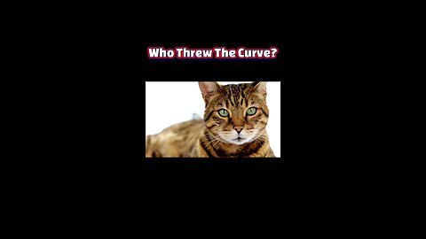 Eyes of Enchantment: Decoding Your Cat’s Unblinking Gaze