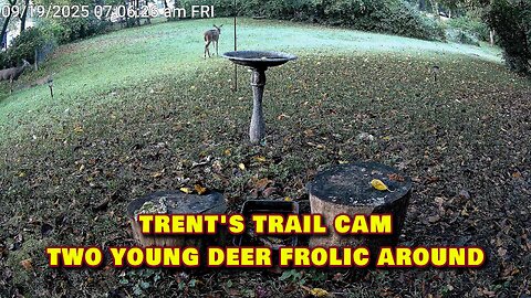 Trent's Trail Cam - Two Young Deer Frolic Around - September 19th, 2025