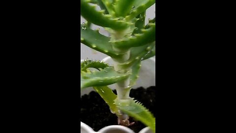 TOP 5 AMAZING HEALTH BENEFITS OF ALOE VERA JUICE 🌿🥤