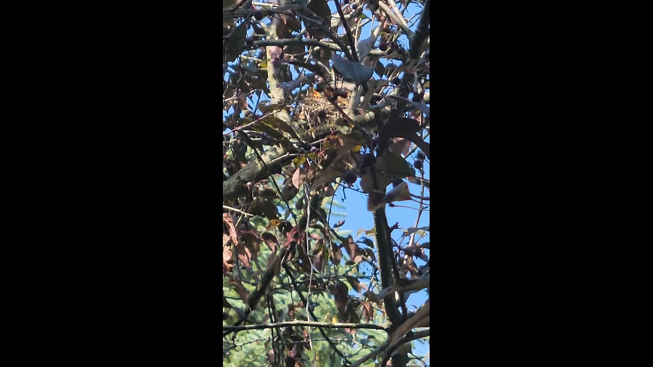 Robibs Nest July 2025