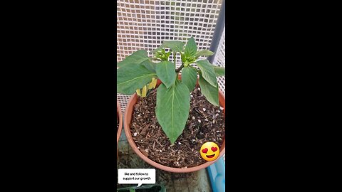 Our first chillis 🌶 we got a whole bunch