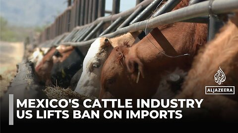 US reopens southern ports to Mexican cattle after screw-worm outbreak halted trade