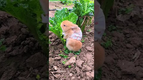 Mother rabbit carries baby rabbit on her back to eat cabbage Cute pet debut plan Rabbit Rural cu
