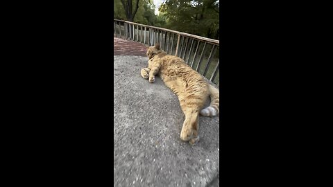 Cat in nature.