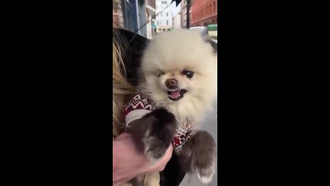 These videos of dogs getting annoyed at their owners is so funny 🤣