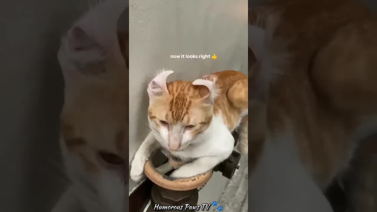 Animals Just Being Animals... and Hilarious!