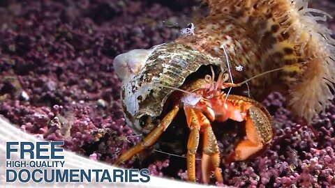 Spectacular Underwater World in the Northwest of France