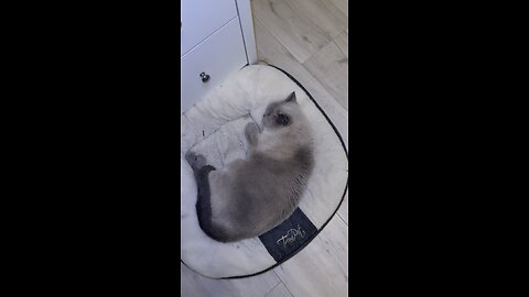 Good Morning Cat