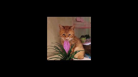cat's aura 😍😹