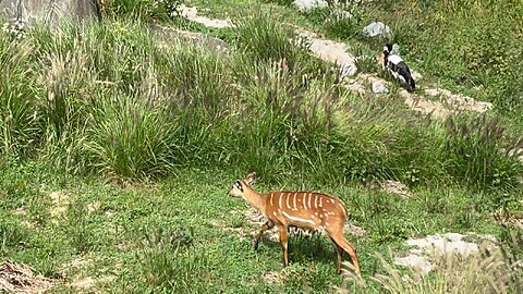 Bongo (Antelope)