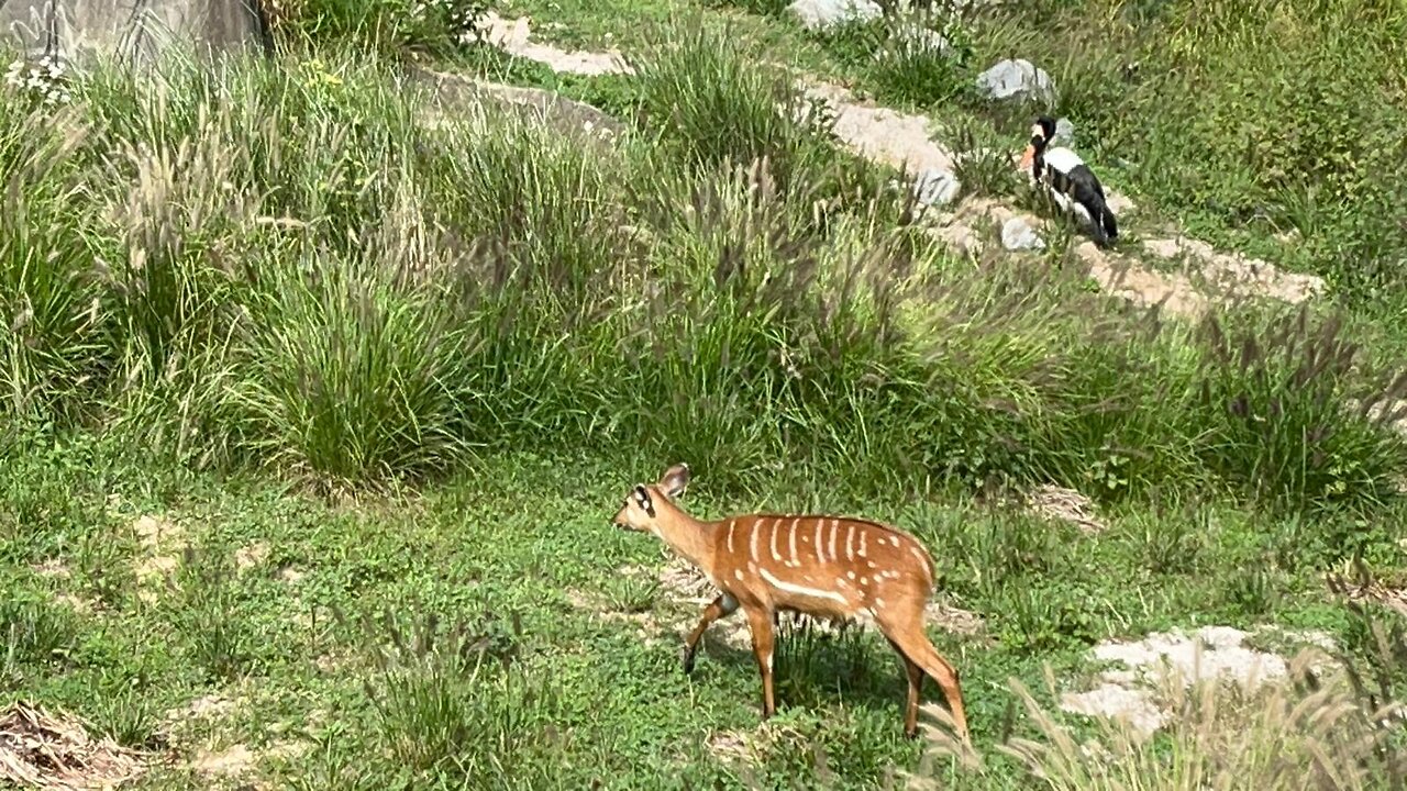 Bongo (Antelope)