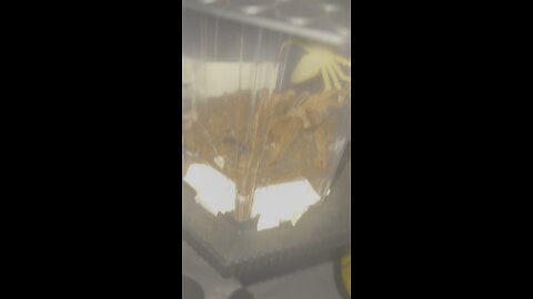 11th cricket I’ve caught for my tarantula