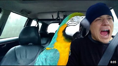 The FUNNIEST Parrots 🦜 🤣 Best Compilation