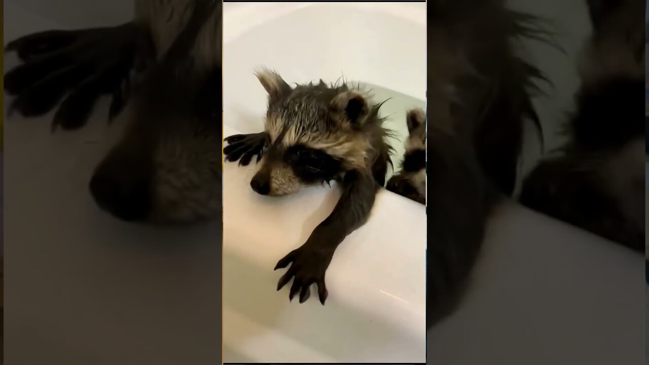 The raccoons broke a mans roof and he took them in