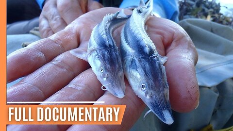 Beluga Sturgeon - A Prehistoric Survivor's Battle for Existence | Full Documentary