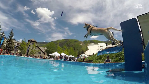 WAOOO Crazy - Incredible Dog Challenge: National Championship for Dog Diving