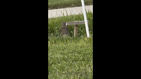 Baby Burrowing Owls Day 20 Out! | 4K