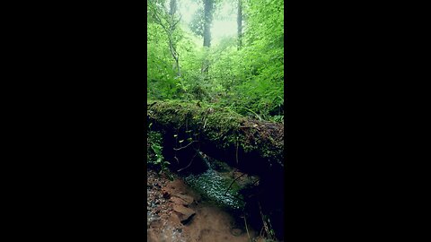 4k Nature || Magical moments from the Black Forest in Germany