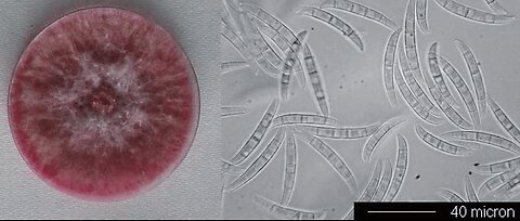 CHINESE COUPLE SNEAK CROP-KILLING FUNGUS INTO MICHIGAN LAB!