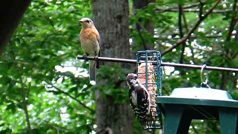 Bluebird and Woodpecker