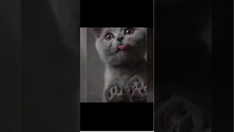 Pussy licking ( Cat licking up food ) #shorts